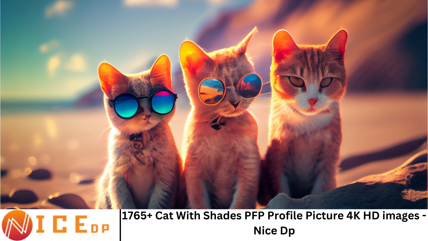 1765+ Cat With Shades PFP Profile Picture 4K HD images - Nice Dp