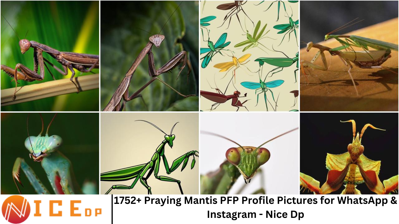 1752+ Praying Mantis PFP Profile Pictures for WhatsApp & Instagram - Nice Dp