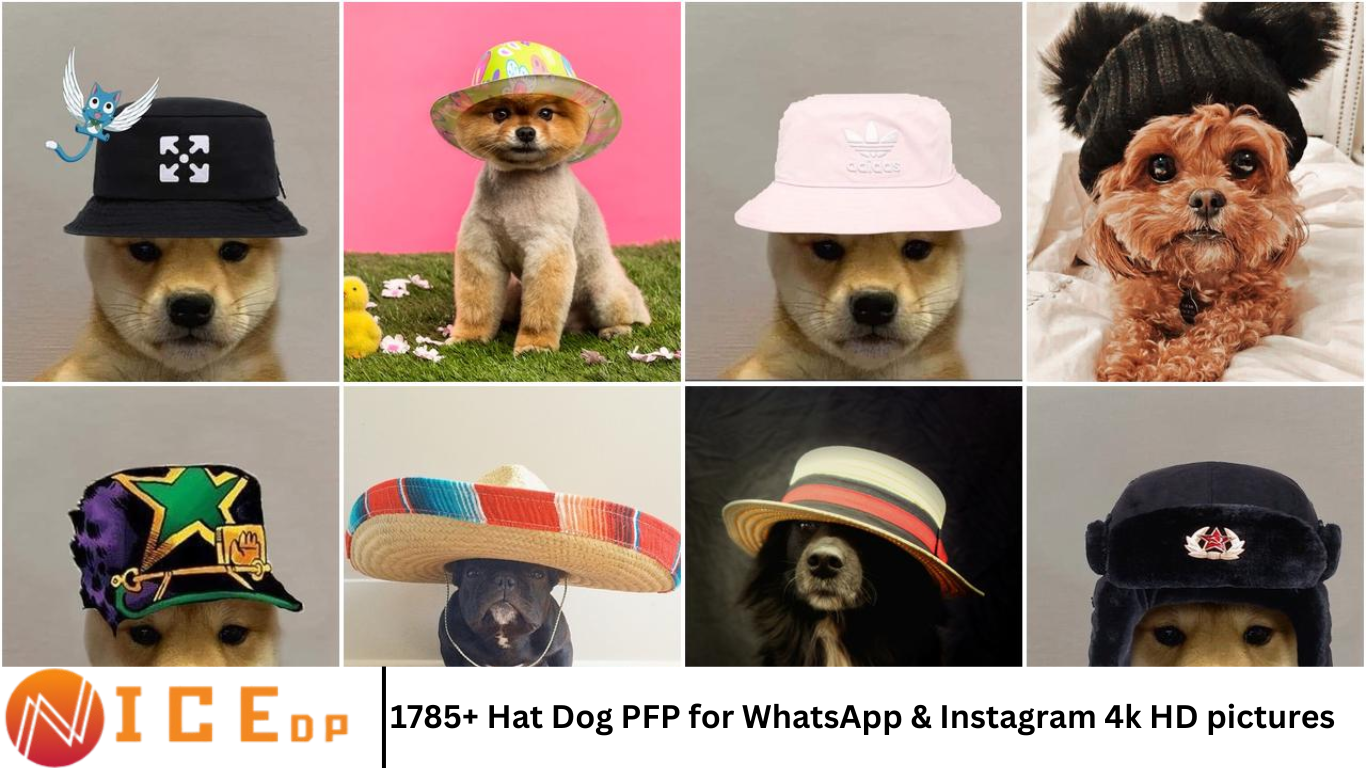 1785+ Hat Dog PFP for WhatsApp & Instagram 4k HD pictures